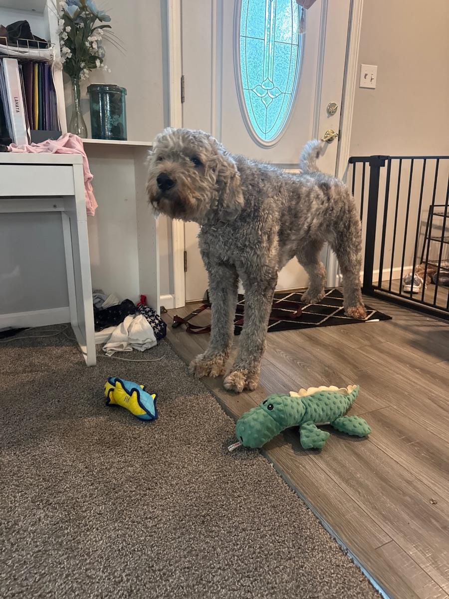 Enlarge Rosie, a Adopted Labradoodle in Mora, MN image 1/2