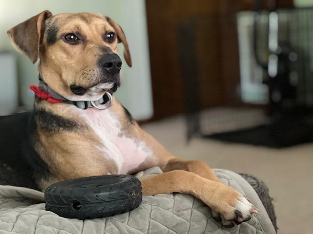 IVY, Adoptable, Adult Female Boxer & Mixed Breed.