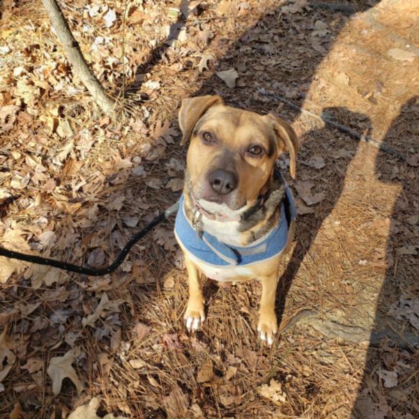 IVY, Adoptable, Adult Female Boxer & Mixed Breed.