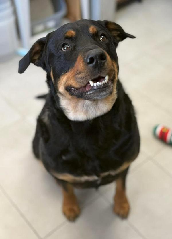 Enlarge Marley, a ADOPTABLE mixed breed in Keswick, ON image 2/3