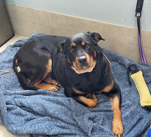 Enlarge Marley, a ADOPTABLE mixed breed in Keswick, ON image 3/3