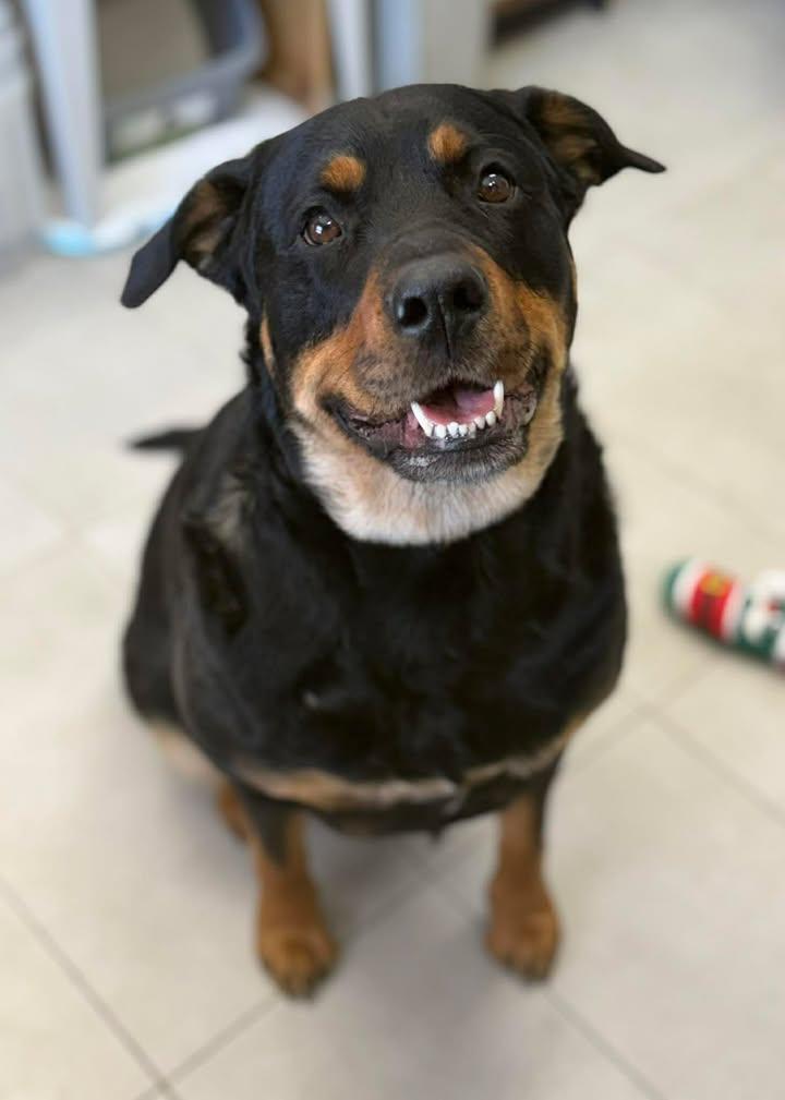 Marley, ADOPTABLE, Adult Female Rottweiler.