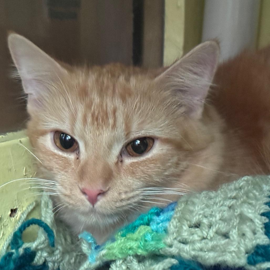 Enlarge Peaches, a Adoptable Domestic Medium Hair in Brimfield, MA image 1/1
