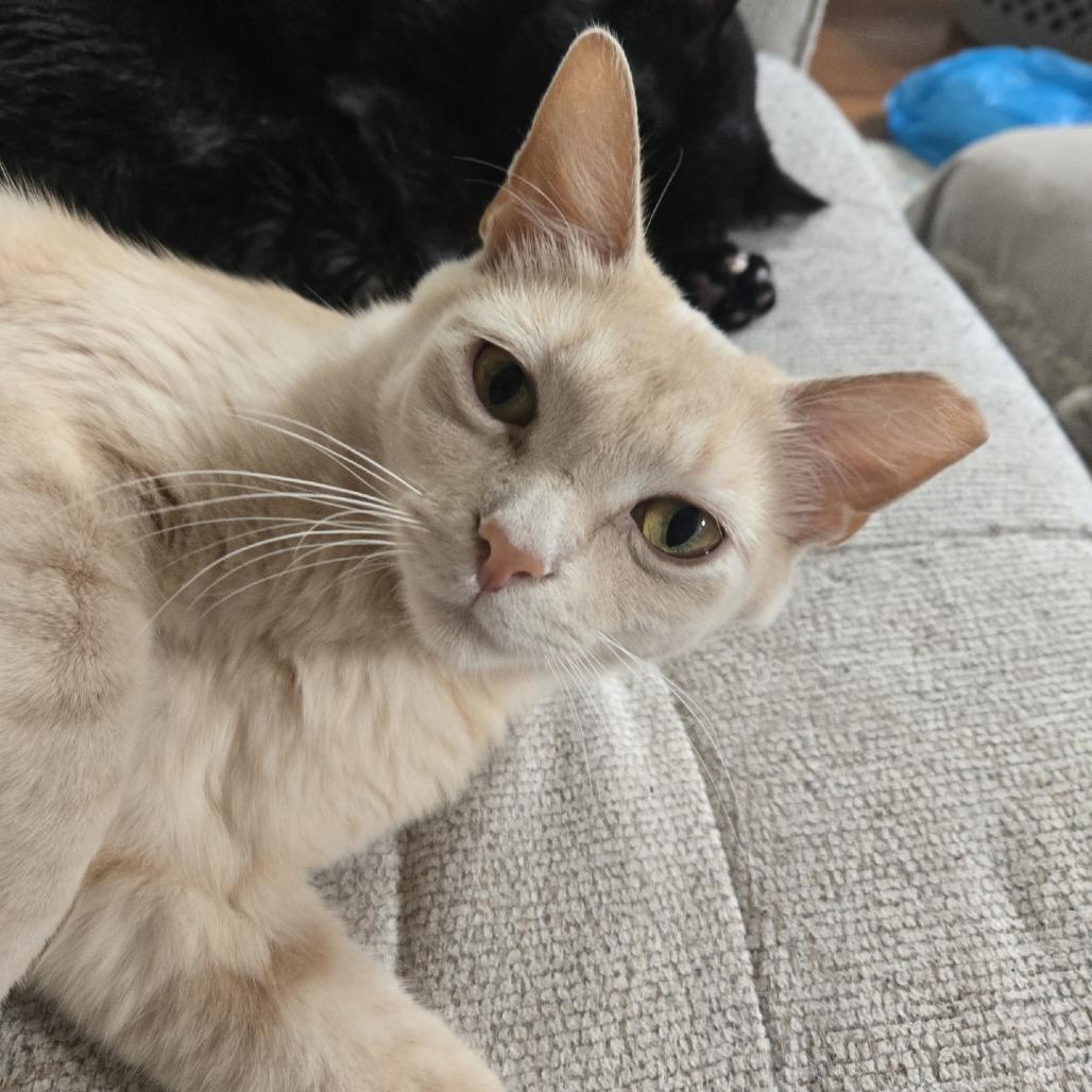 Banana Split, Adoptable, Adult Male Domestic Medium Hair.