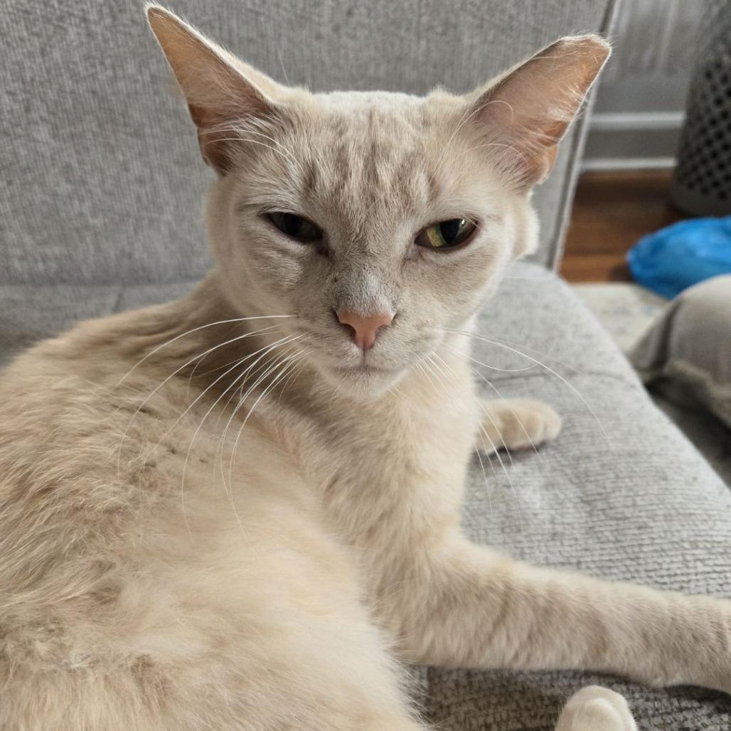 Banana Split, Adoptable, Adult Male Domestic Medium Hair.