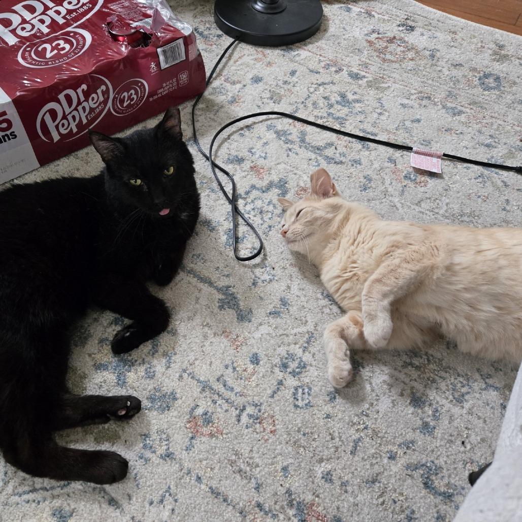 Banana Split, a Adoptable Domestic Medium Hair in PITTSBURGH, PA image 2/5