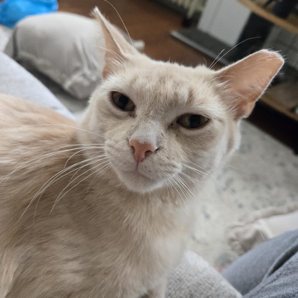 Enlarge Banana Split, a Adoptable Domestic Medium Hair in PITTSBURGH, PA image 2/4