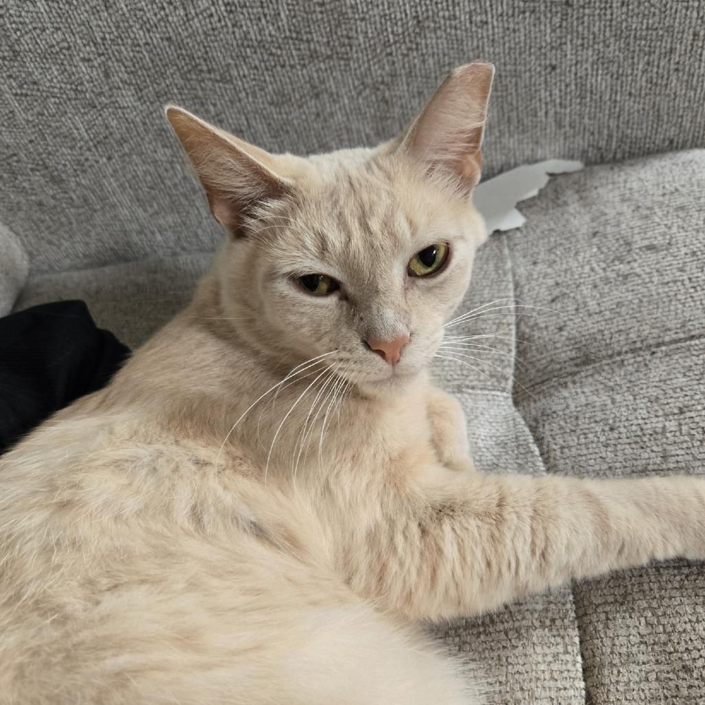 Banana Split, a Adoptable Domestic Medium Hair in PITTSBURGH, PA image 3/5