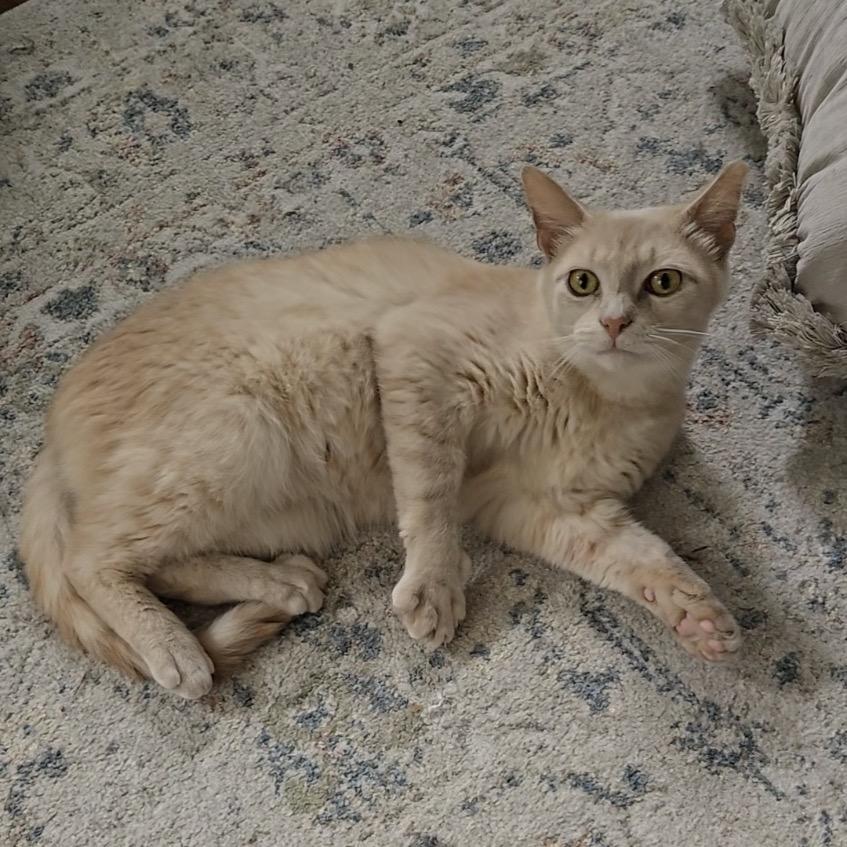 Enlarge Banana Split, a Adoptable Domestic Medium Hair in PITTSBURGH, PA image 3/4