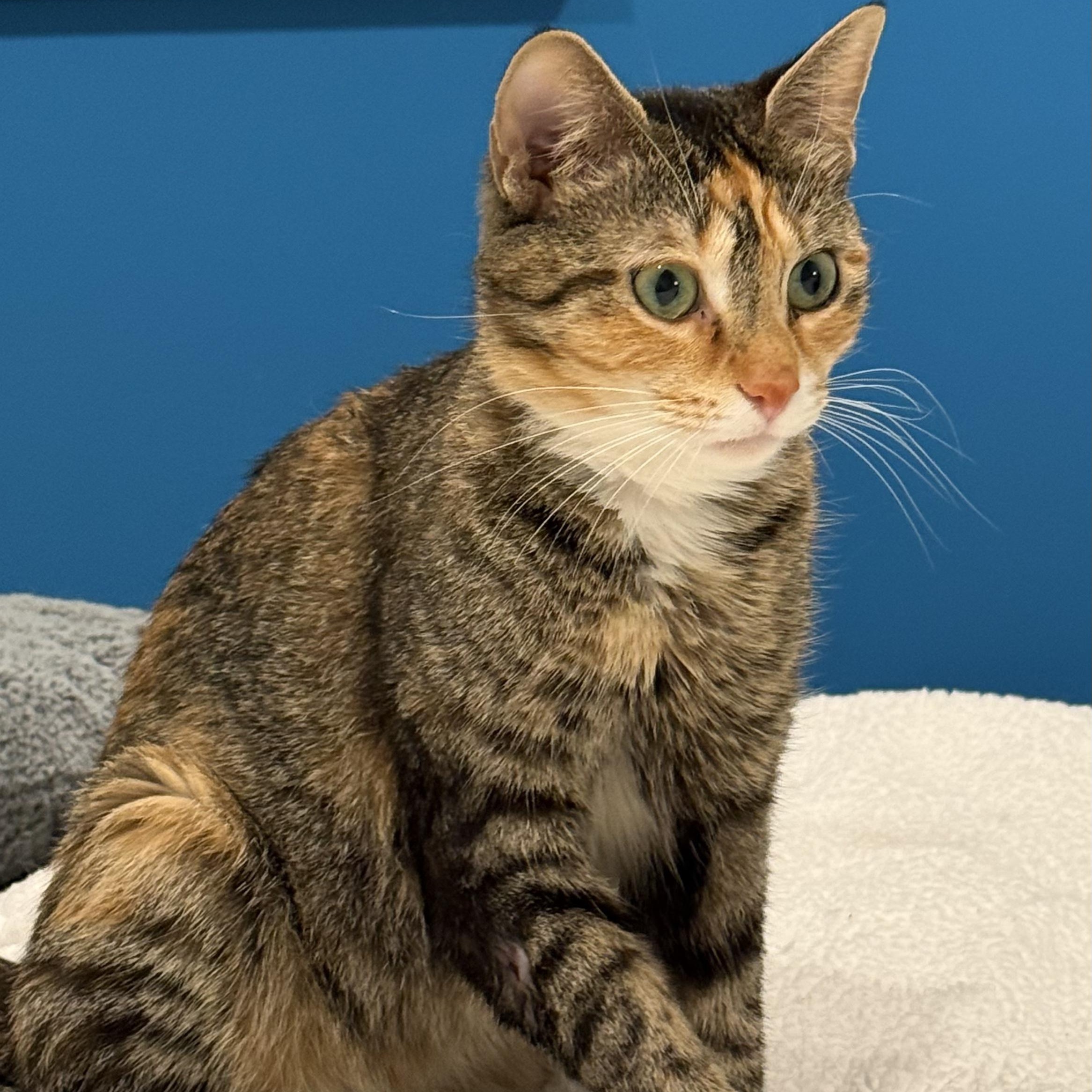 Lilly, Adoptable, Young Female Tortoiseshell & Calico.