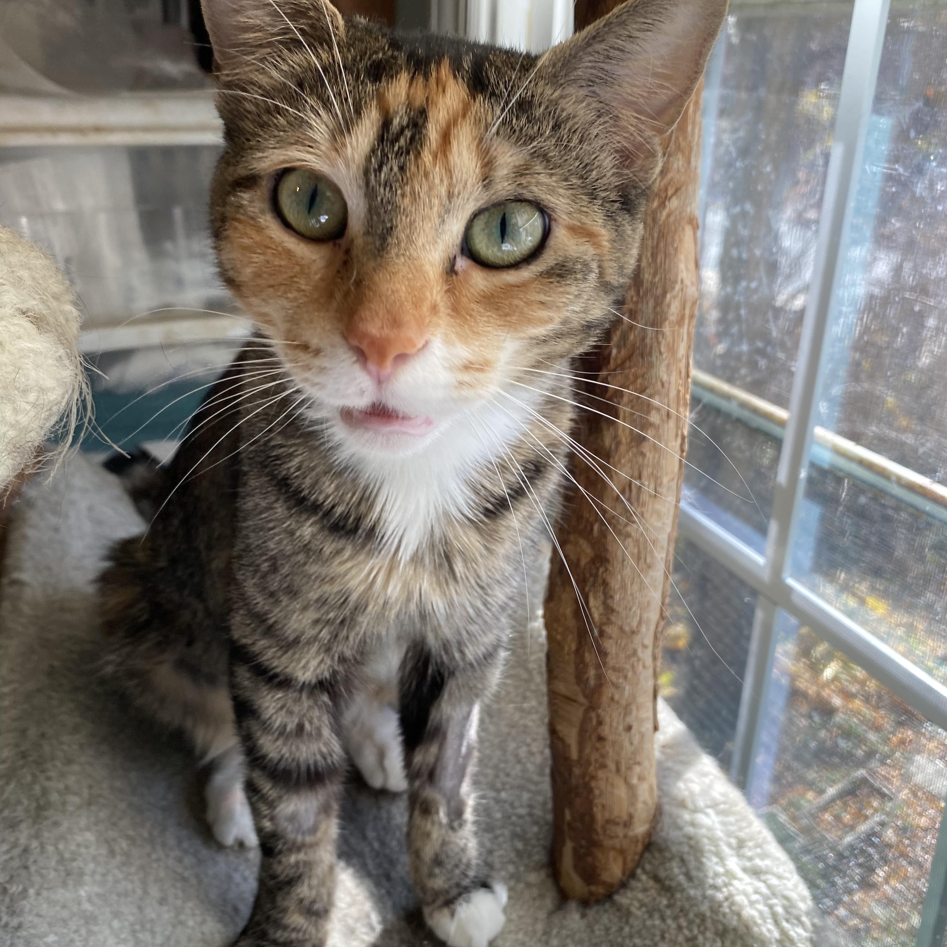 Enlarge Lilly, a Adoptable mixed breed in Philadelphia, PA image 3/5