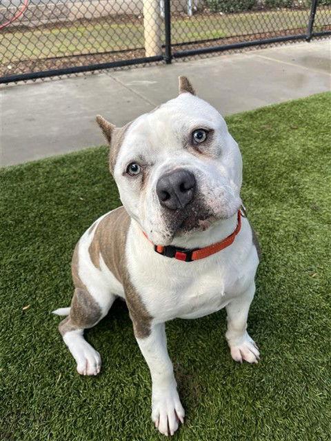 Donner, Adoptable, Adult Male Pit Bull Terrier.