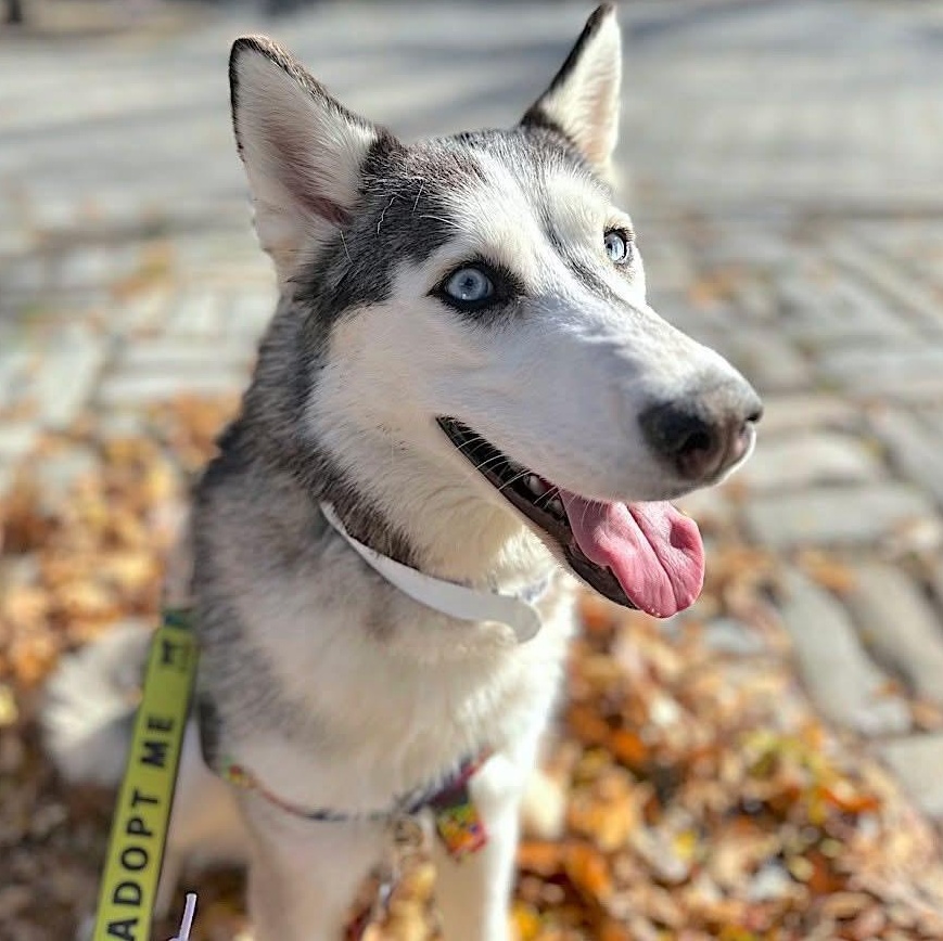 Omaha, Adoptable, Young Female Siberian Husky.
