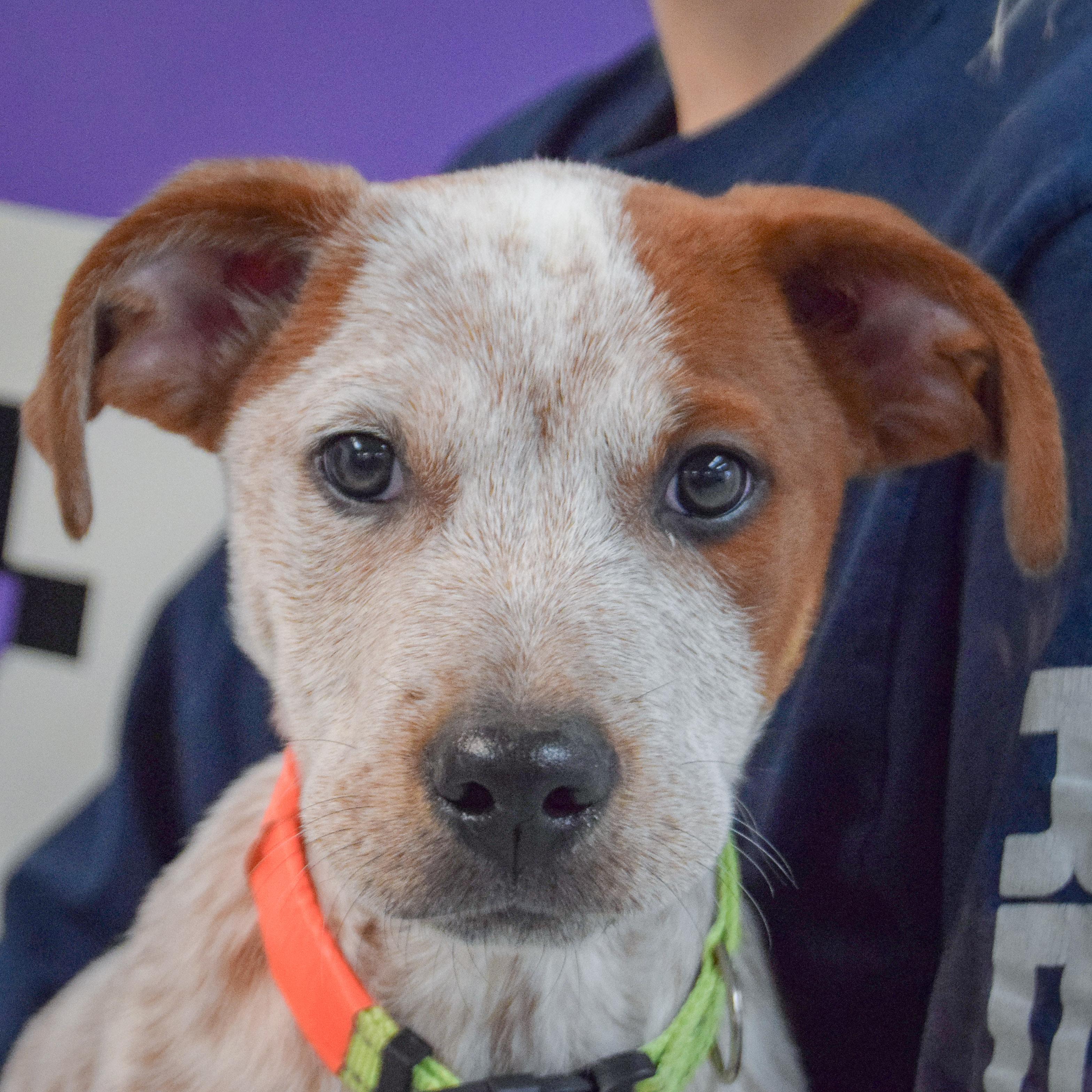 Enlarge Bear Bryant, an adopted mixed breed in Huntley, IL image 1/5