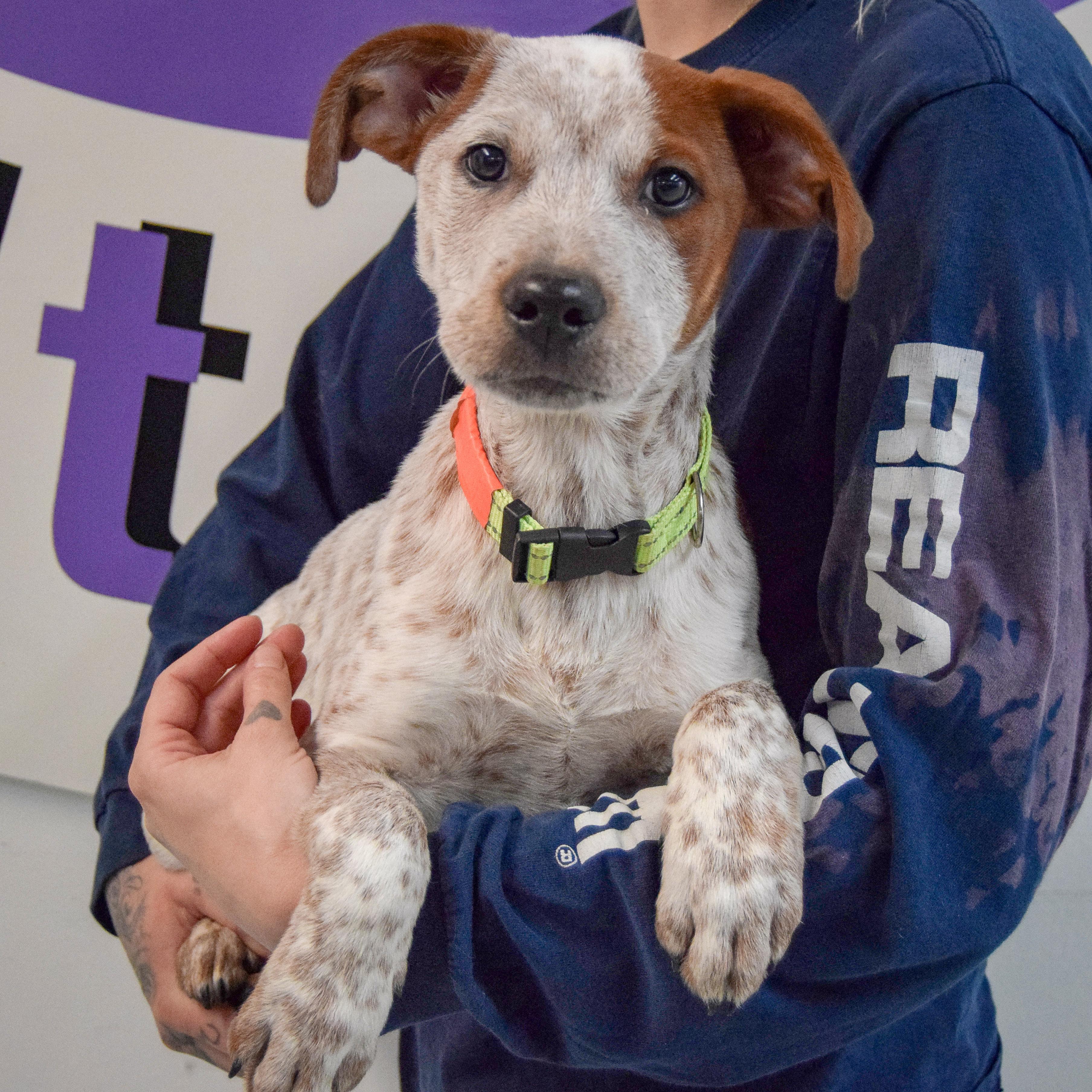 Enlarge Bear Bryant, an adopted mixed breed in Huntley, IL image 3/5