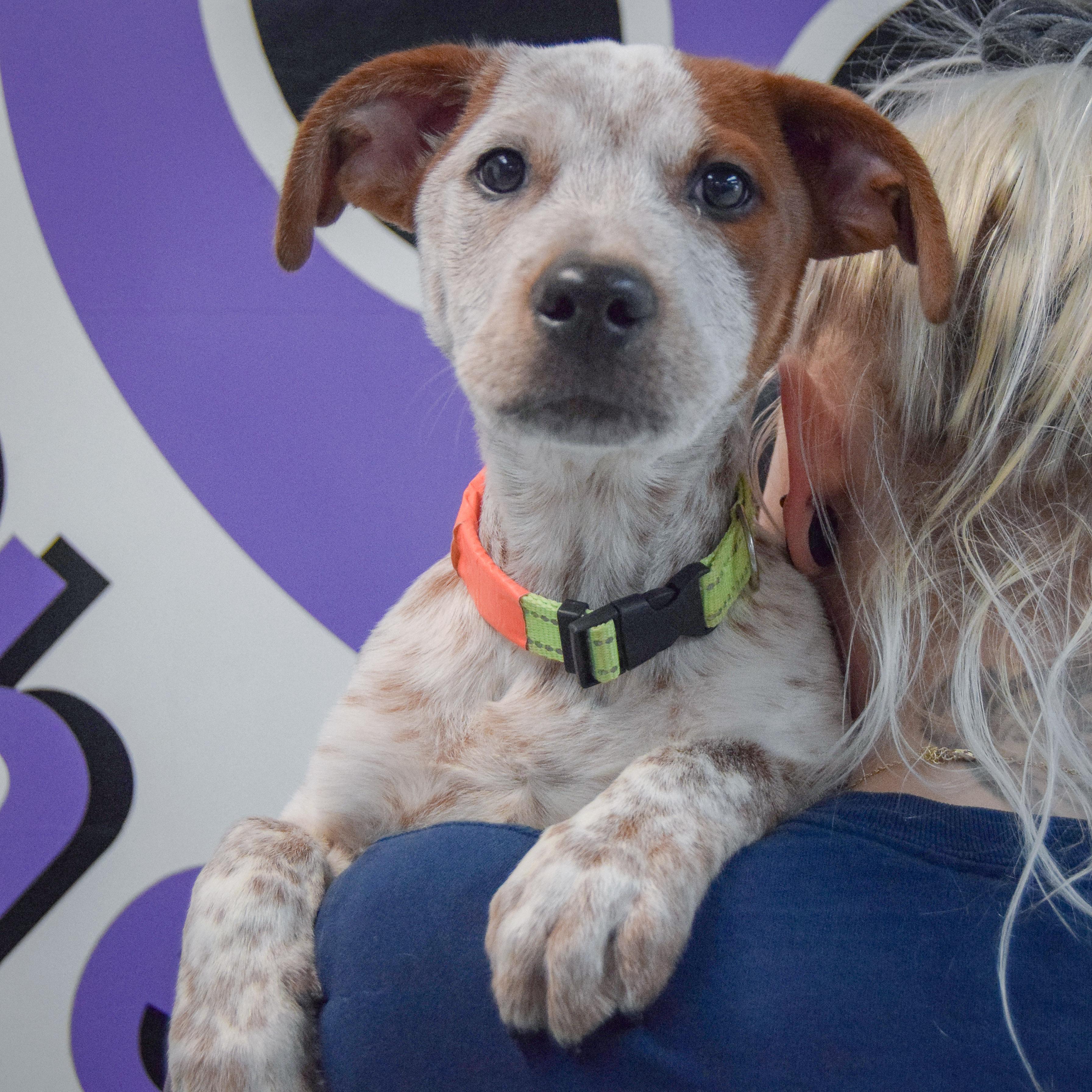 Enlarge Bear Bryant, an adopted mixed breed in Huntley, IL image 5/5