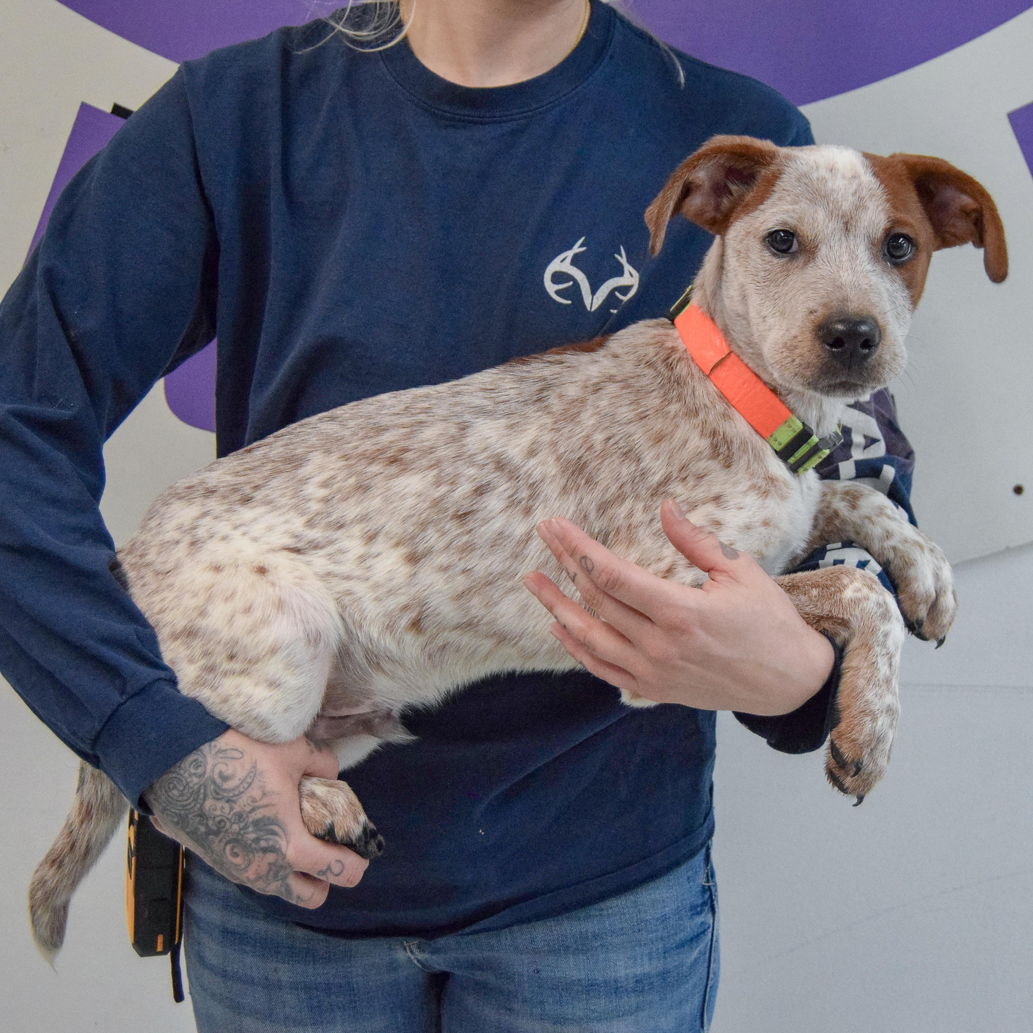 Enlarge Bear Bryant, an adopted mixed breed in Huntley, IL image 2/5