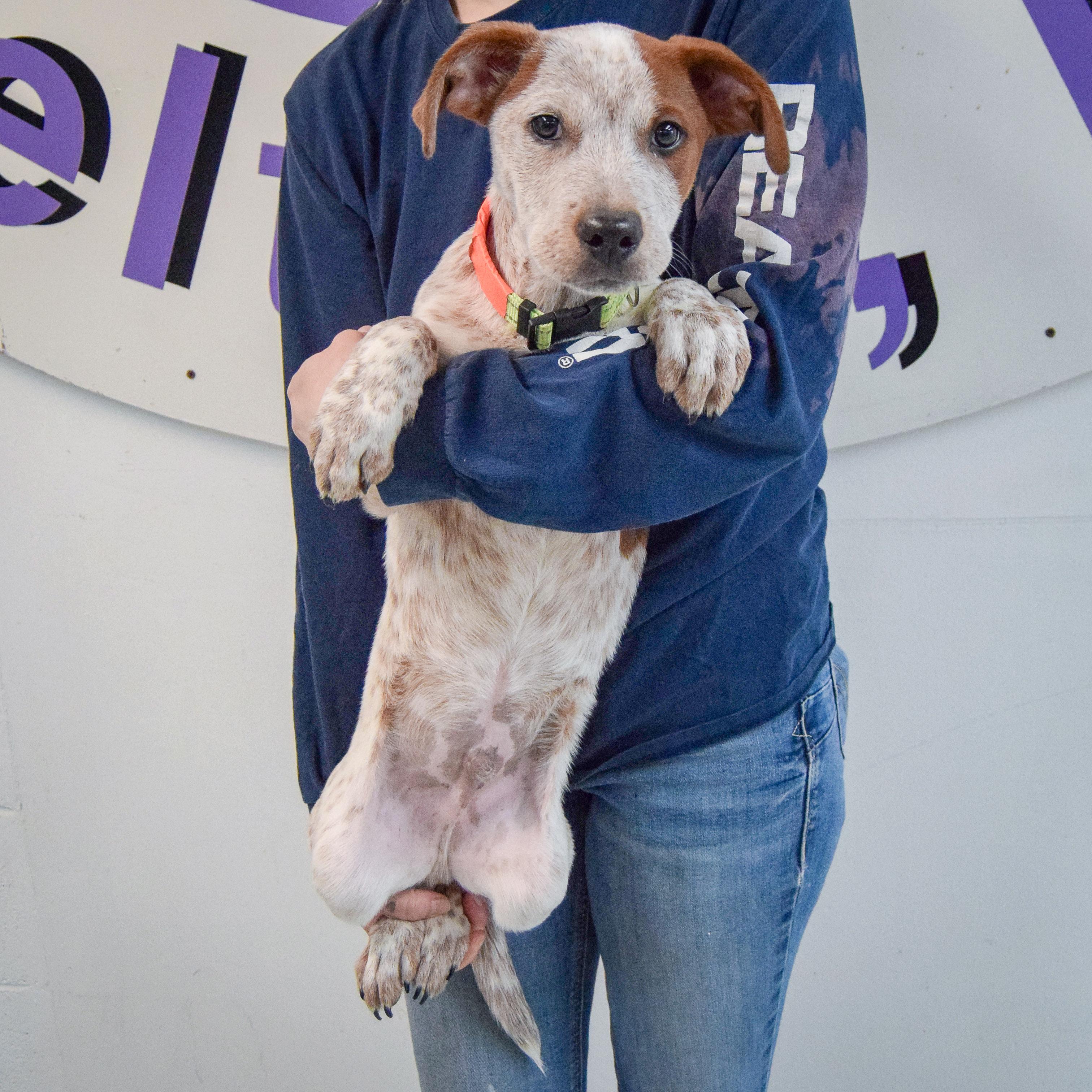 Enlarge Bear Bryant, an adopted mixed breed in Huntley, IL image 4/5
