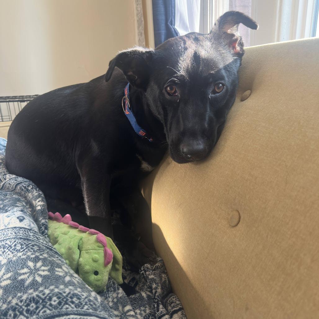 Congee, a Adoptable Mixed Breed in Chicago, IL image 1/6