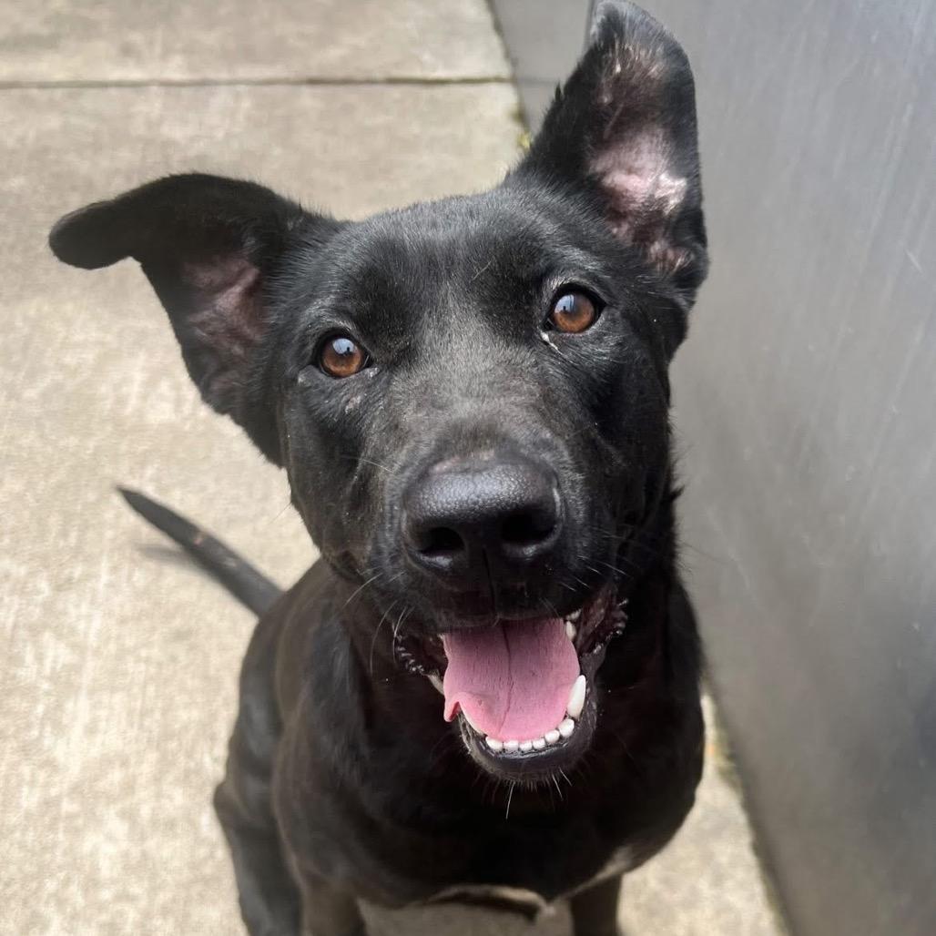 Congee, Adoptable, Adult Female Black Labrador Retriever & Mixed Breed.