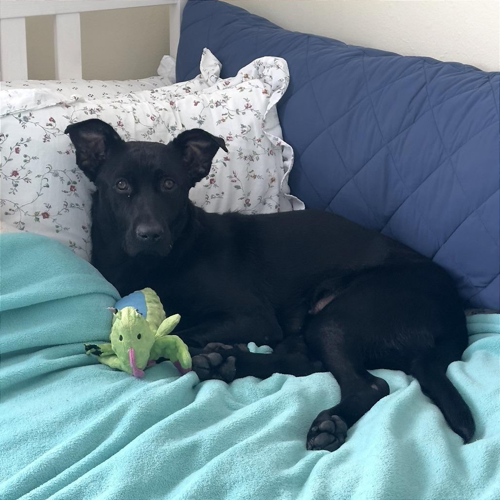 Congee, a Adoptable Mixed Breed in Chicago, IL image 3/6