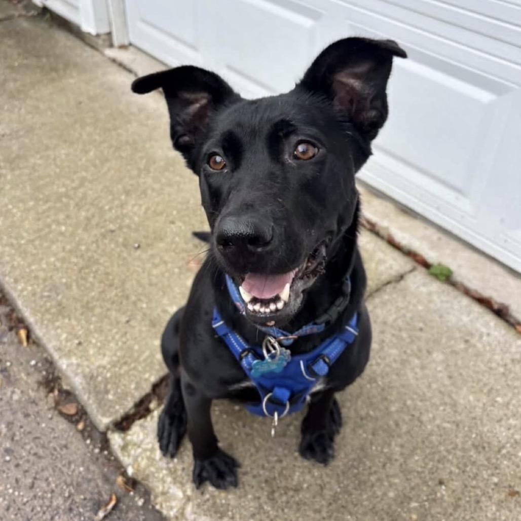 Congee, a Adoptable mixed breed in Chicago, IL image 4/6