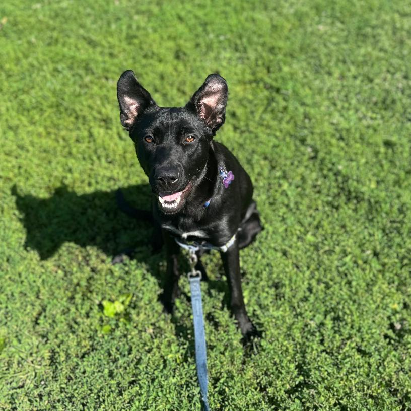 Congee, a Adoptable Mixed Breed in Chicago, IL image 4/6