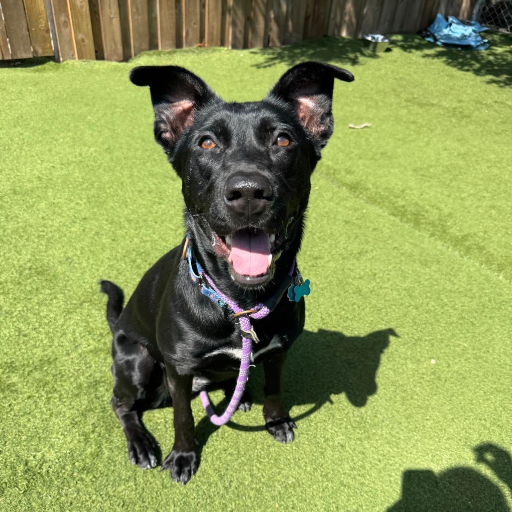 Enlarge Congee, a Adoptable mixed breed in Chicago, IL image 2/6