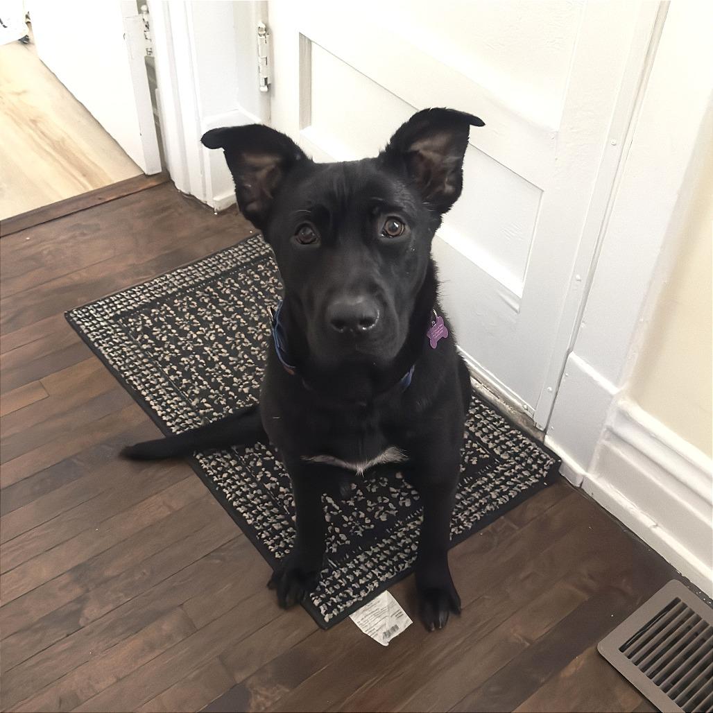 Enlarge Congee, a Adoptable Mixed Breed in Chicago, IL image 6/6