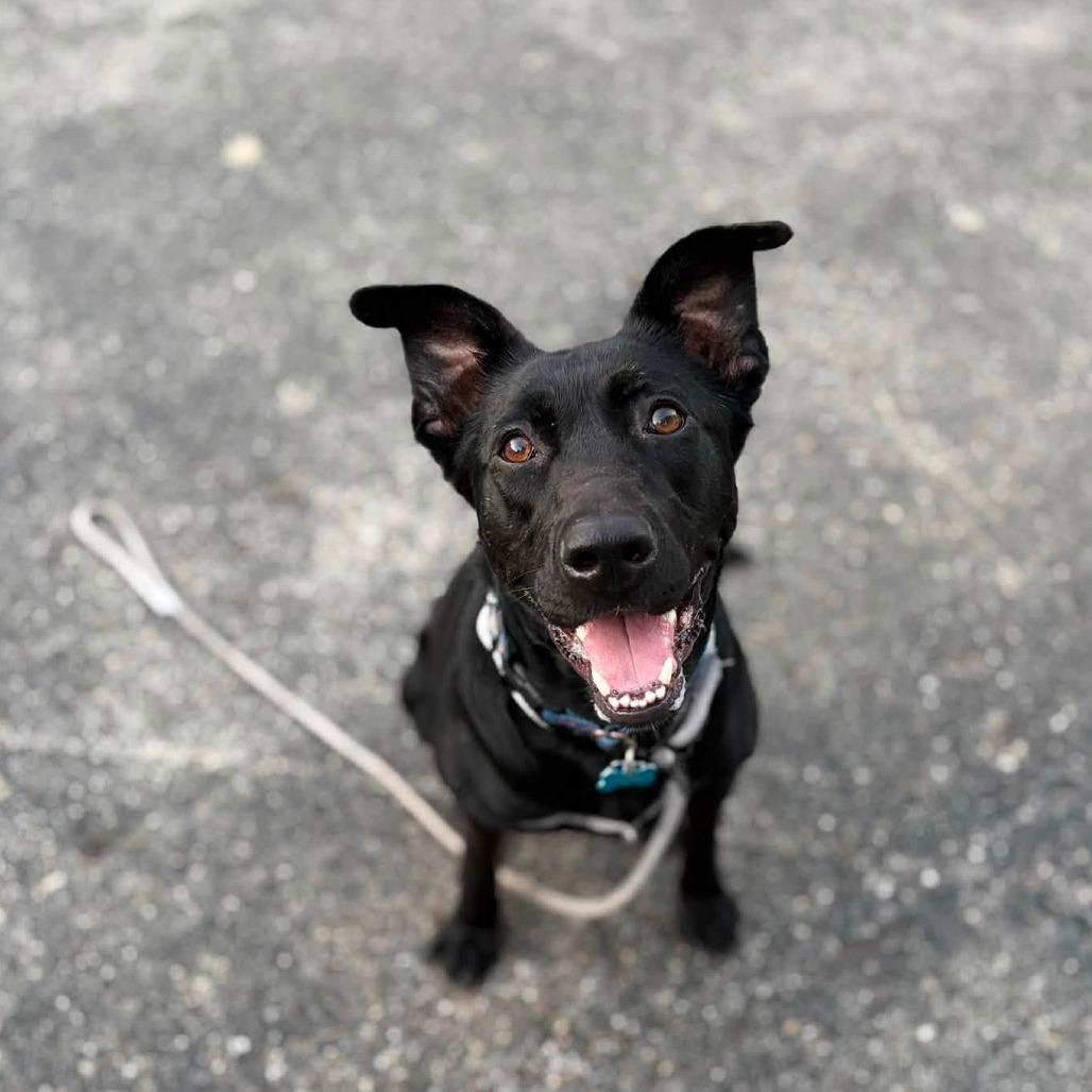 Congee, a Adoptable mixed breed in Chicago, IL image 2/6