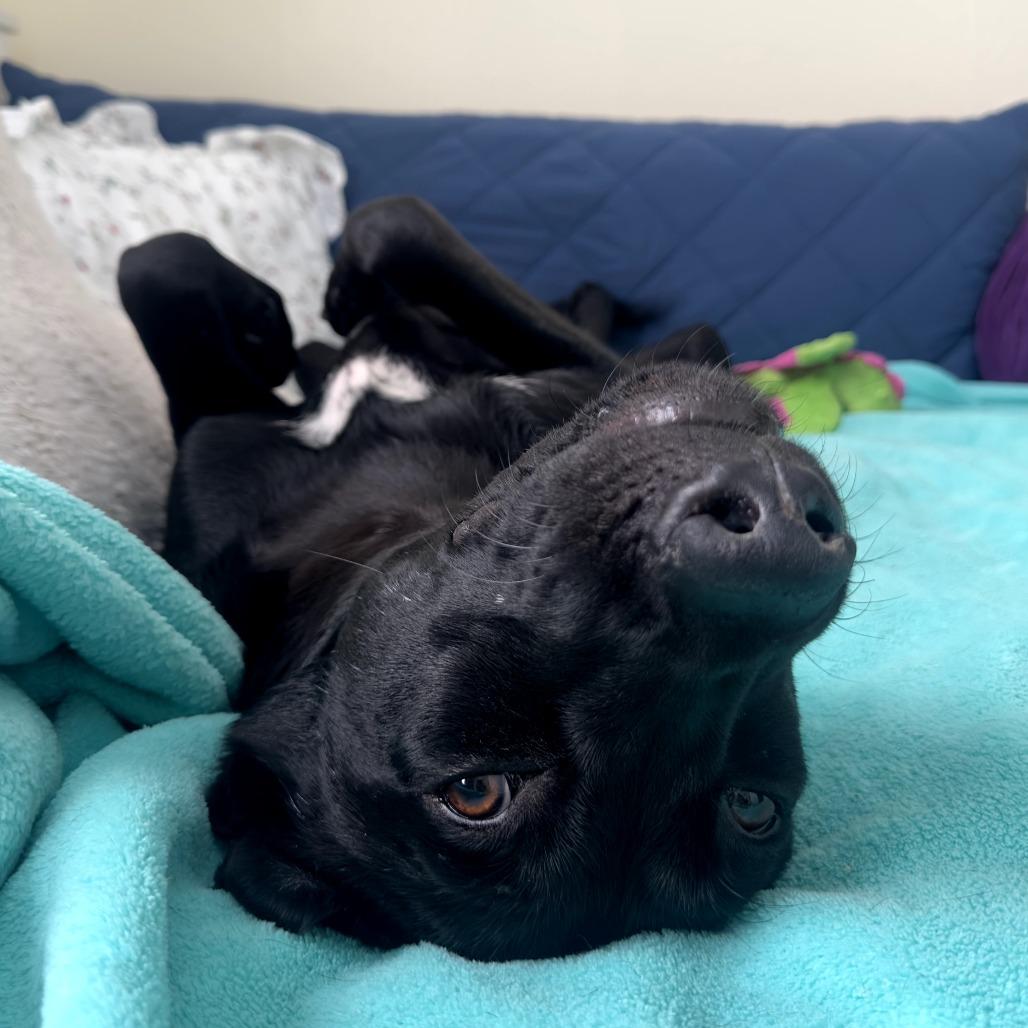 Congee, a Adoptable mixed breed in Chicago, IL image 3/6