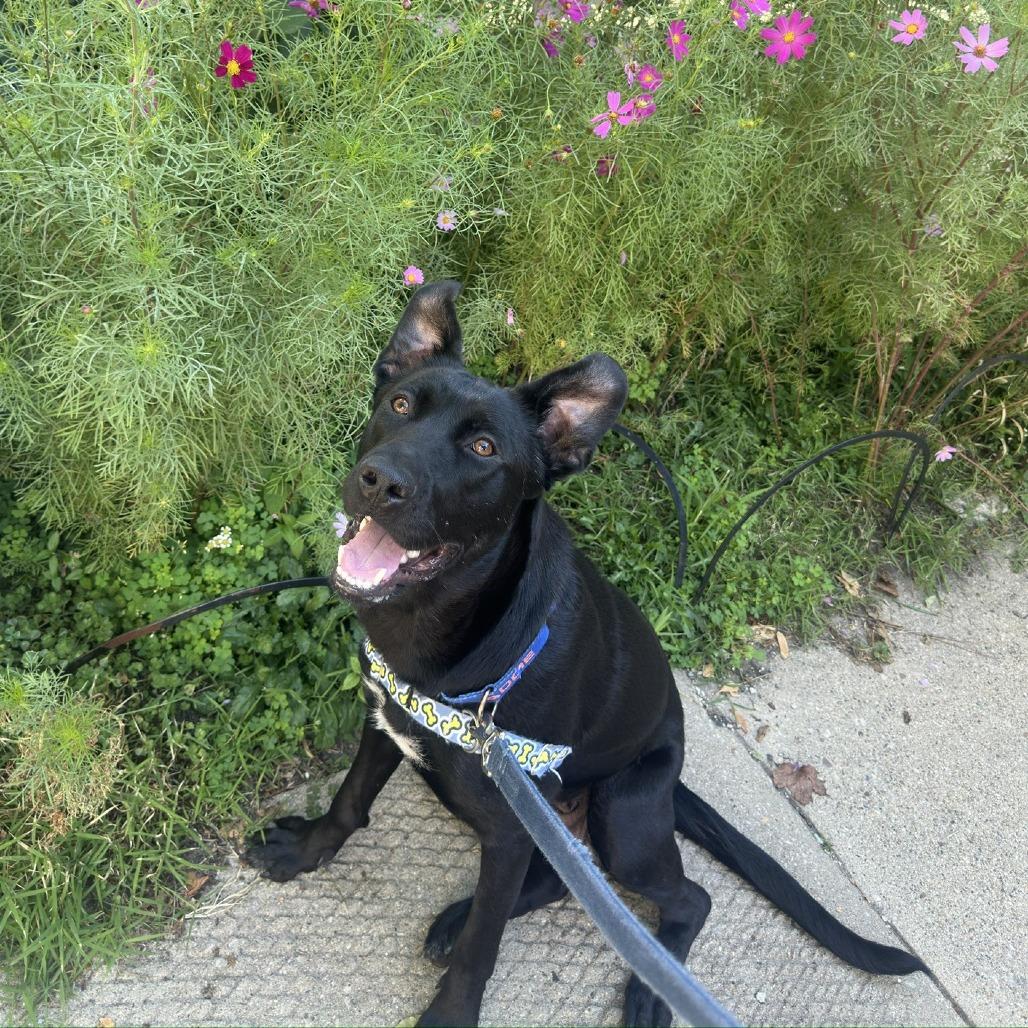 Congee, a Adoptable mixed breed in Chicago, IL image 5/6