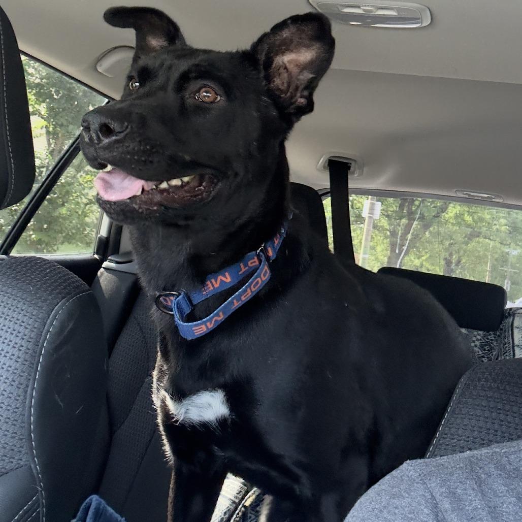 Congee, a Adoptable Mixed Breed in Chicago, IL image 6/6