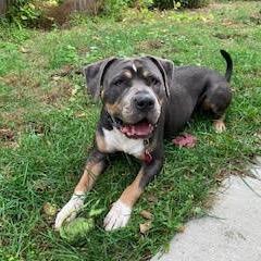 Venus D9548, a Adoptable mixed breed in Princeton, MN image 1/6