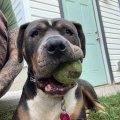 Venus D9548, a Adoptable mixed breed in Princeton, MN image 2/6