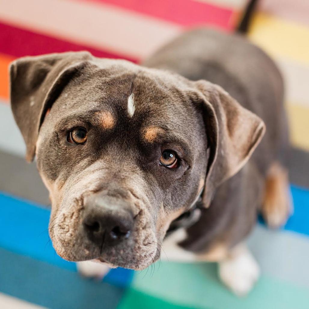 Venus D9548, a Adoptable mixed breed in Princeton, MN image 3/6
