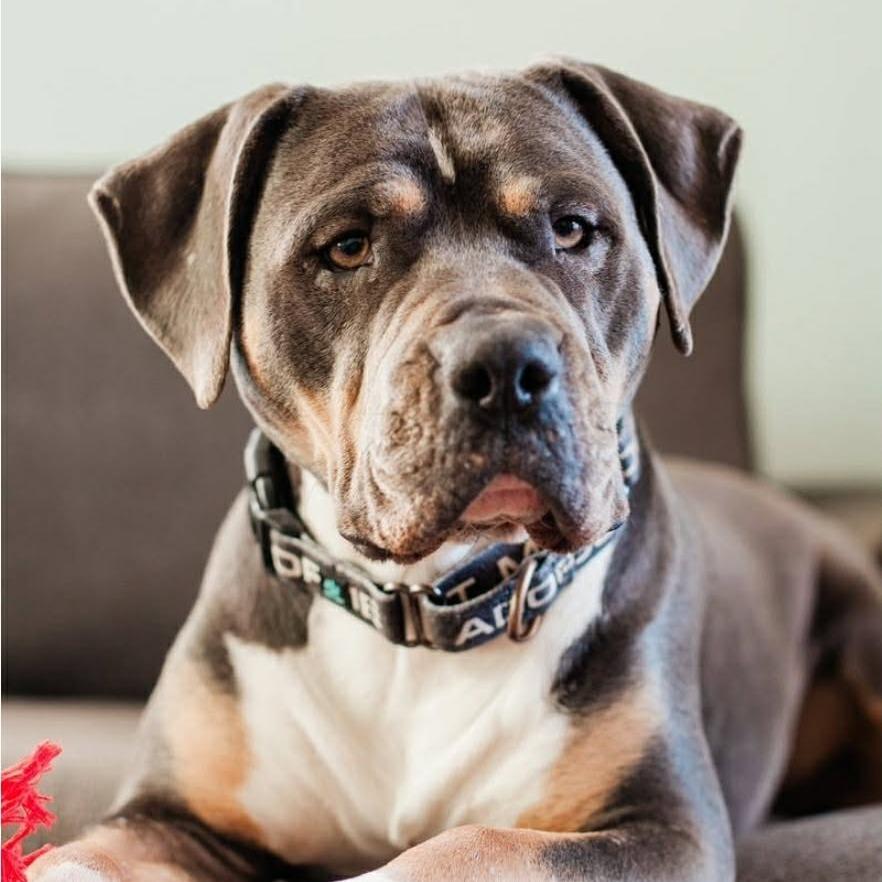 Venus D9548, a Adoptable mixed breed in Princeton, MN image 4/6