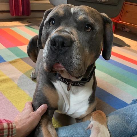 Venus D9548, a Adoptable mixed breed in Princeton, MN image 2/6