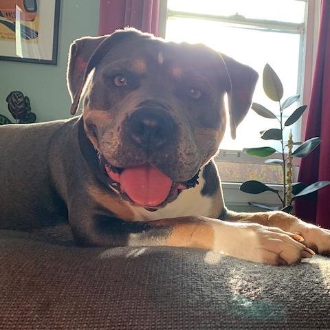 Venus D9548, a Adoptable mixed breed in Princeton, MN image 4/6