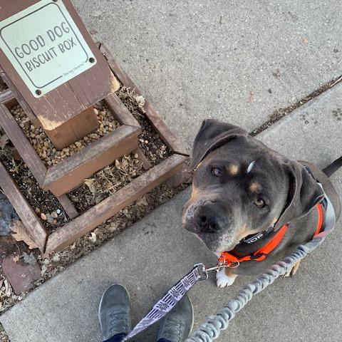 Venus D9548, a Adoptable mixed breed in Princeton, MN image 5/6