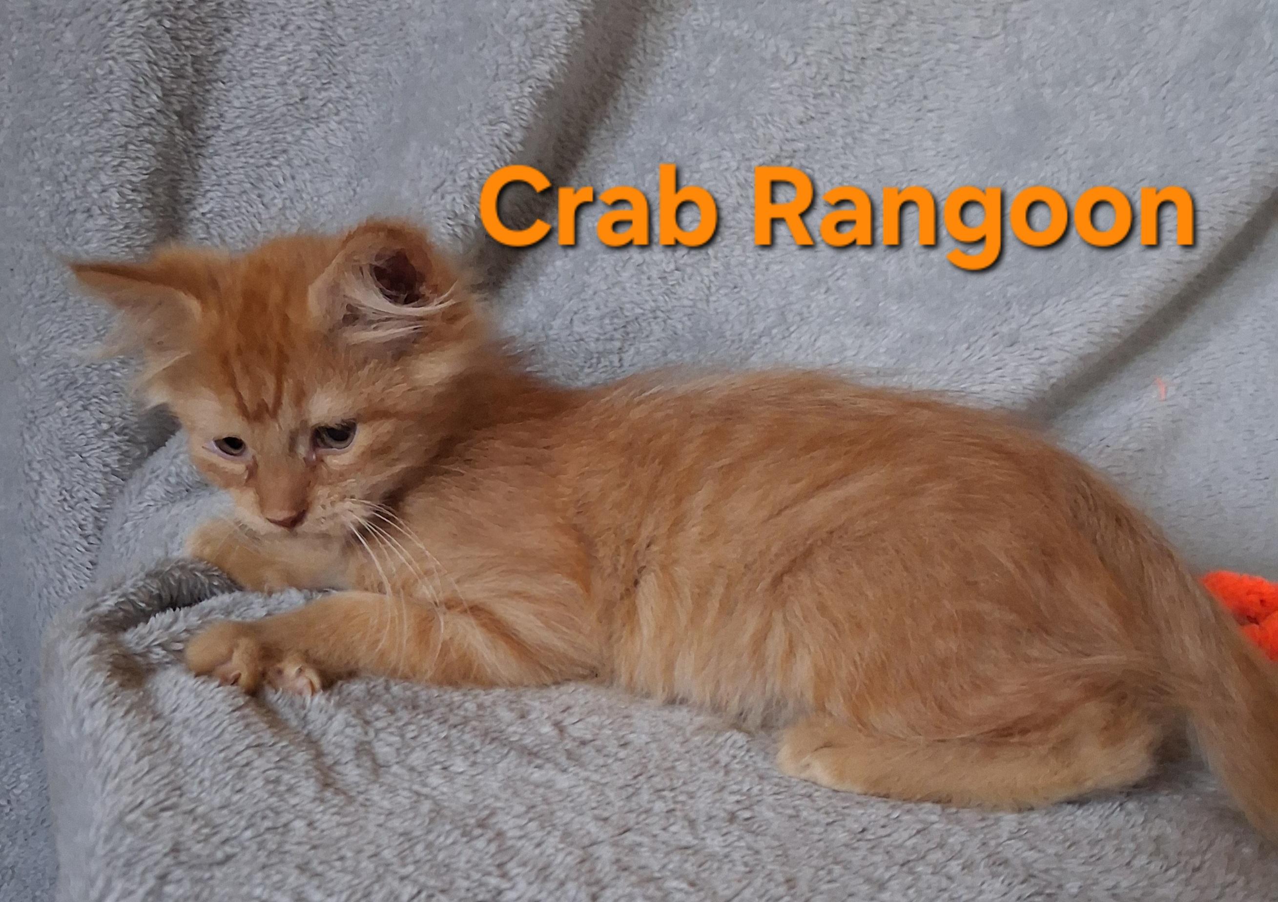 Crab Rangoon, Adoptable, Kitten Female Domestic Medium Hair.