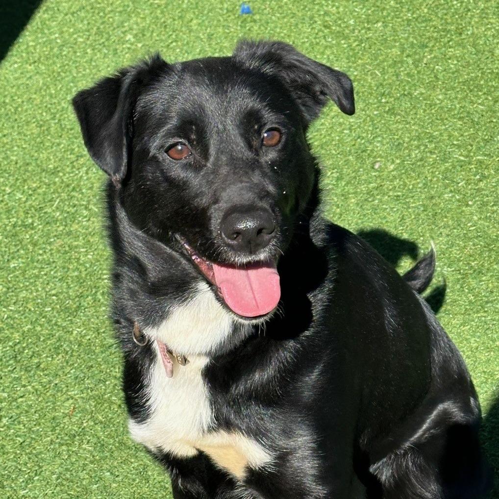 Enlarge Vixen, a Adoptable Border Collie in Coos Bay, OR image 1/1