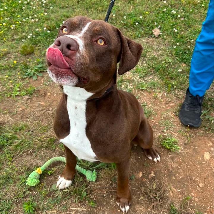 Bumblebee, Adoptable, Young Male Pit Bull Terrier.