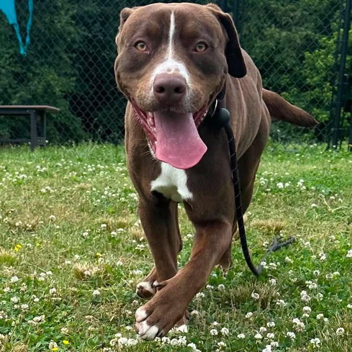 Bumblebee, a Adoptable Pit Bull Terrier in Springdale, AR image 2/6