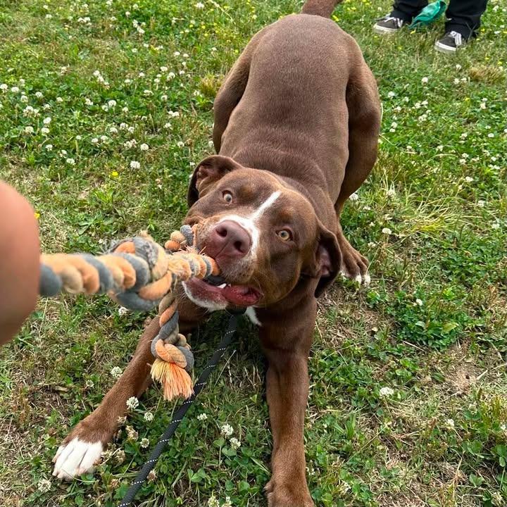 Bumblebee, a Adoptable Pit Bull Terrier in Springdale, AR image 3/6