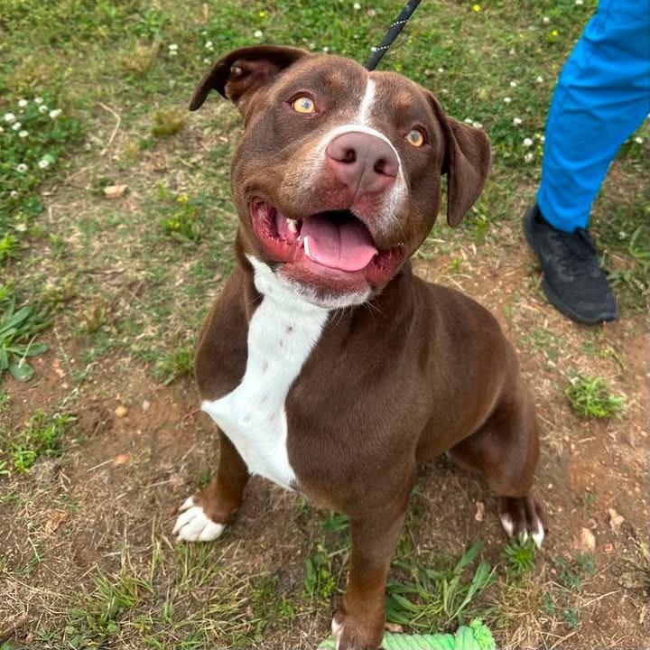 Bumblebee, a Adoptable Pit Bull Terrier in Springdale, AR image 4/6