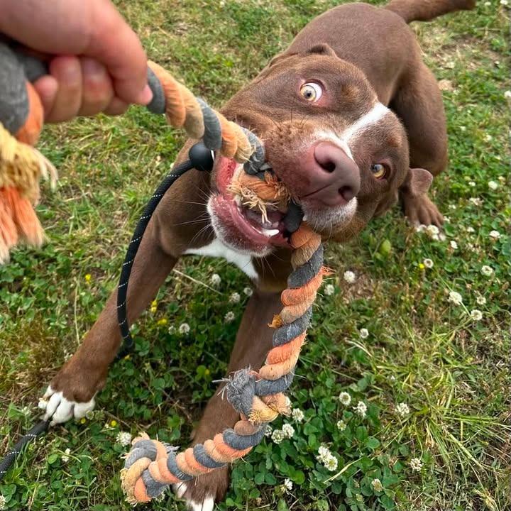 Bumblebee, a Adoptable Pit Bull Terrier in Springdale, AR image 5/6