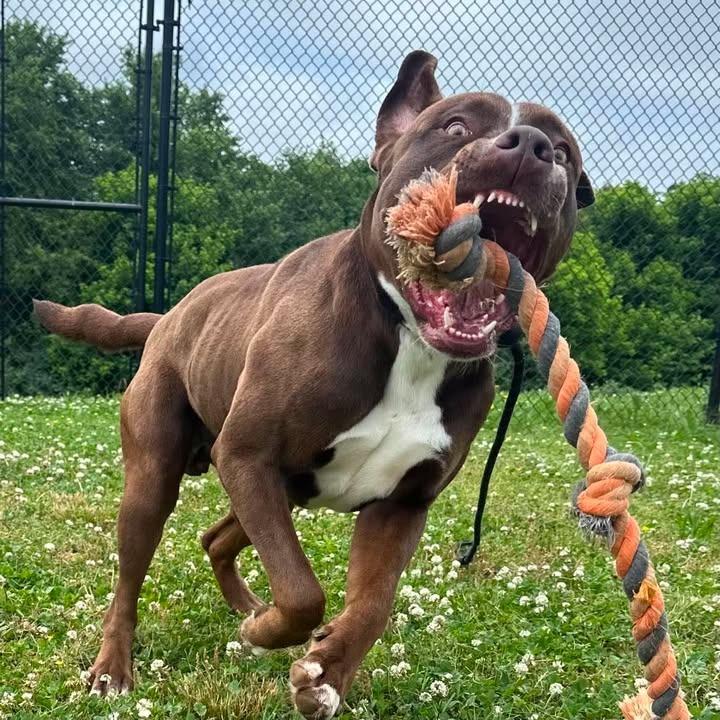 Bumblebee, a Adoptable Pit Bull Terrier in Springdale, AR image 6/6