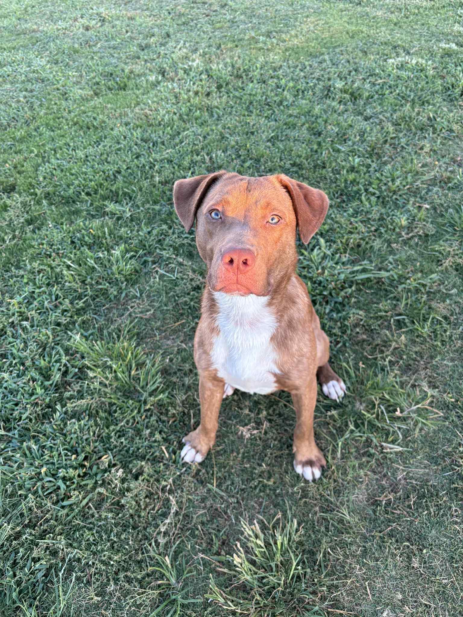 Marco, a Adoptable Mixed Breed in Huntsville, AL image 2/6