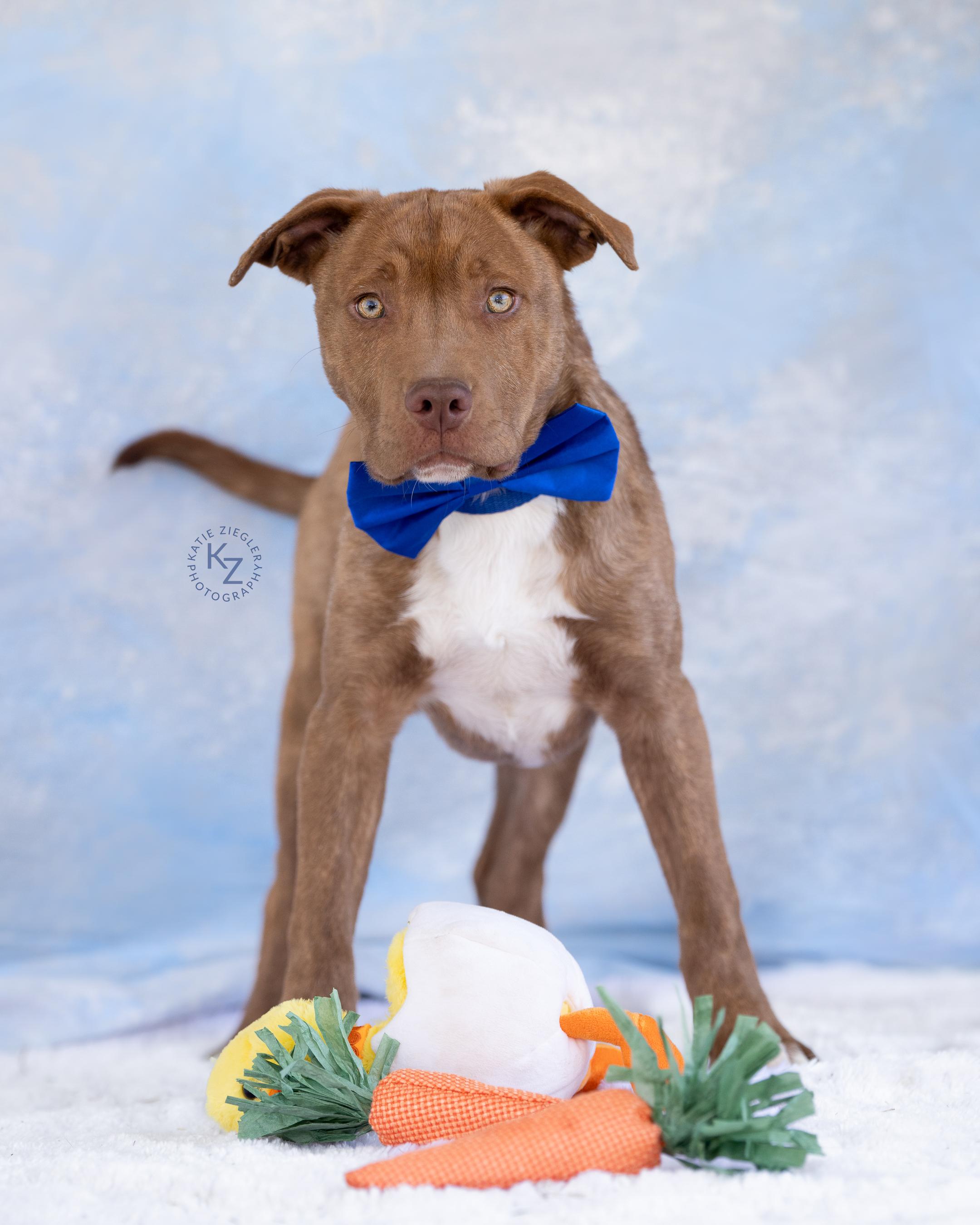 Marco, Adoptable, Young Male Mixed Breed.
